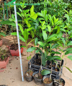 Đo chiều cao của cây giống Hồng Socola