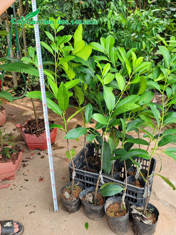 Đo chiều cao của cây giống Hồng Socola