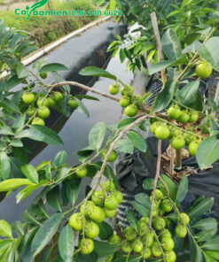 Cành cây Hồng Socola sai trĩu quả