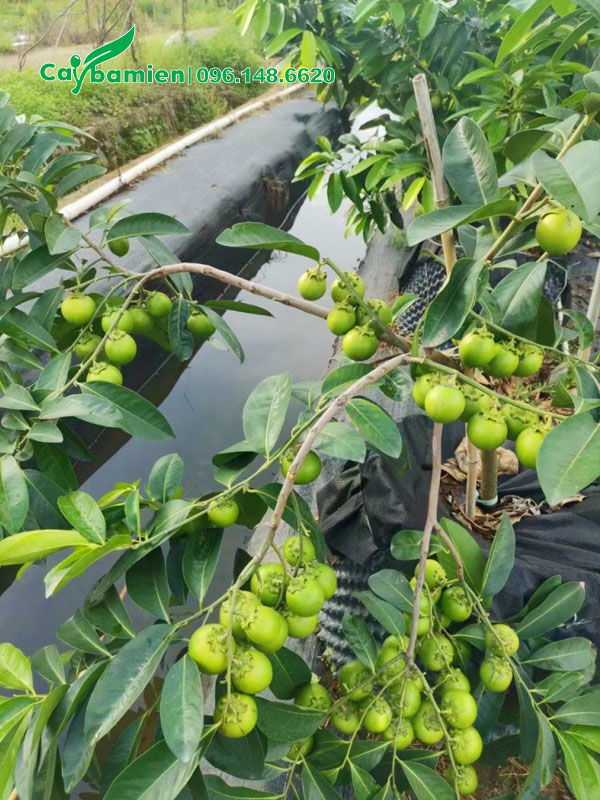 Cành cây Hồng Socola sai trĩu quả