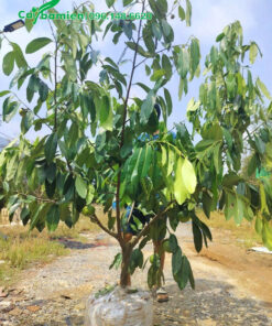 Bứng bầu cây Hồng Chocolate dâm ủ đường kính gốc 5cm