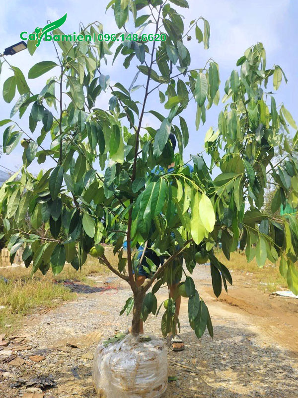 Bứng bầu cây Hồng Chocolate dâm ủ đường kính gốc 5cm