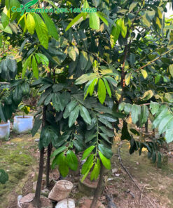 Hồng Socola đang vỡ tán, đường kính gốc gần 5cm