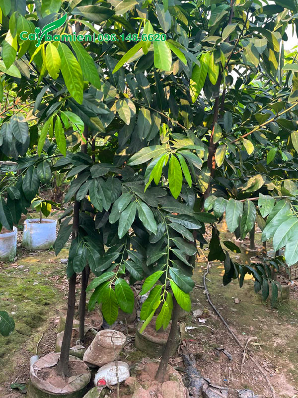 Hồng Socola đang vỡ tán, đường kính gốc gần 5cm