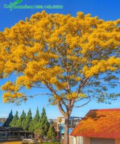 Cây Phật Y hoa vàng hàng chục năm tuổi