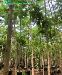 Phật Y công trình chiều cao 5m, đang phân tán