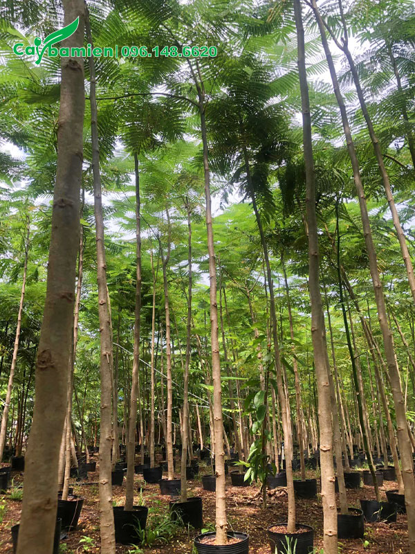 Phật Y công trình chiều cao 5m, đang phân tán