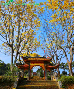 Cây Phật Y công trình nở hoa vàng rực