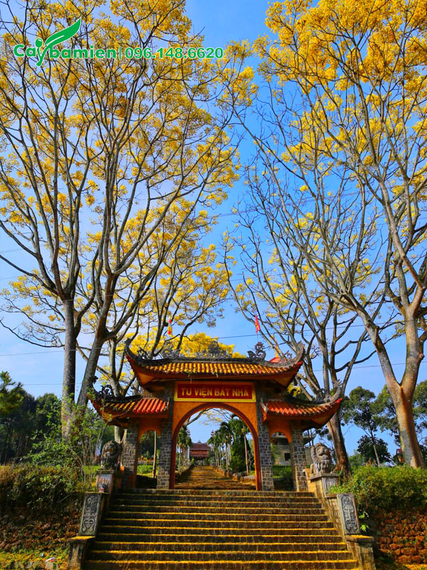 Cây Phật Y công trình nở hoa vàng rực