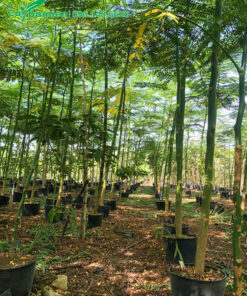 Nhà vườn trồng cây Phượng Phật Y từ nhỏ, chiều cao khoảng 4m