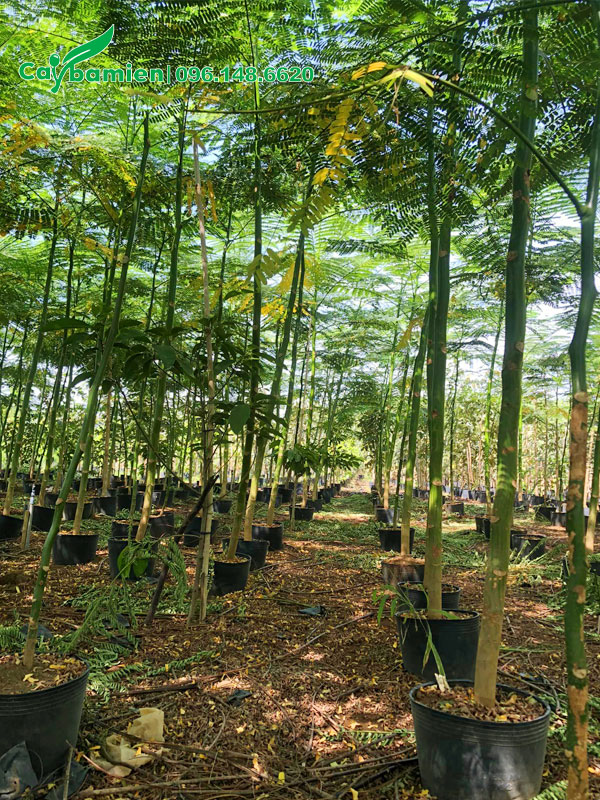 Nhà vườn trồng cây Phượng Phật Y từ nhỏ, chiều cao khoảng 4m