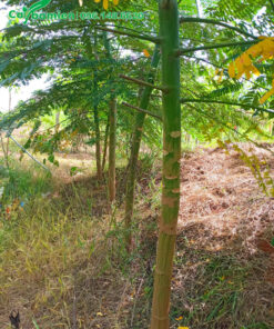 Phượng Phật Y công trình, đường kính gốc 5 - 8cm