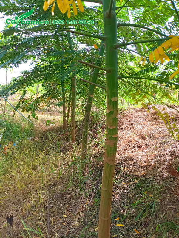 Phượng Phật Y công trình, đường kính gốc 5 - 8cm