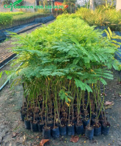 Cây giống Phật Y số lượng lớn, chiều cao khoảng 60- 70cm