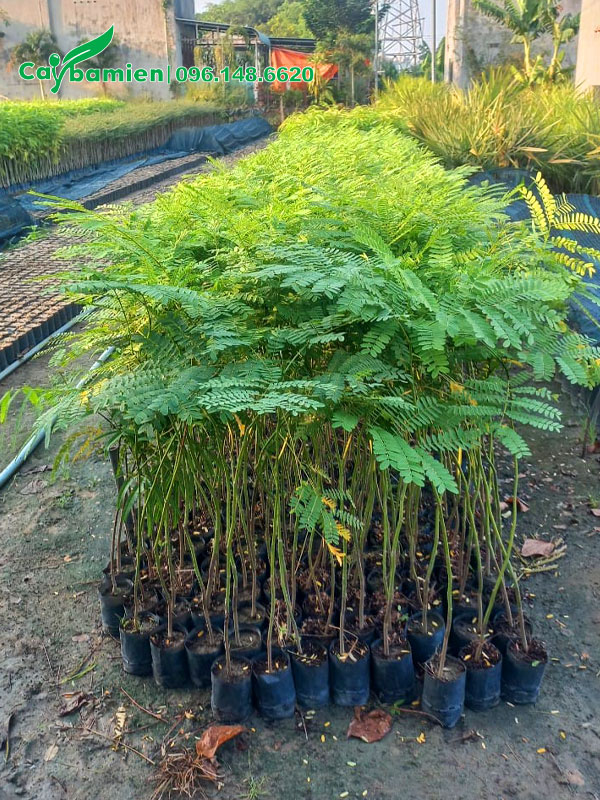 Cây giống Phật Y số lượng lớn, chiều cao khoảng 60- 70cm