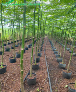 Phật Y cao hơn 3m, đường kính gốc 3 - 5cm