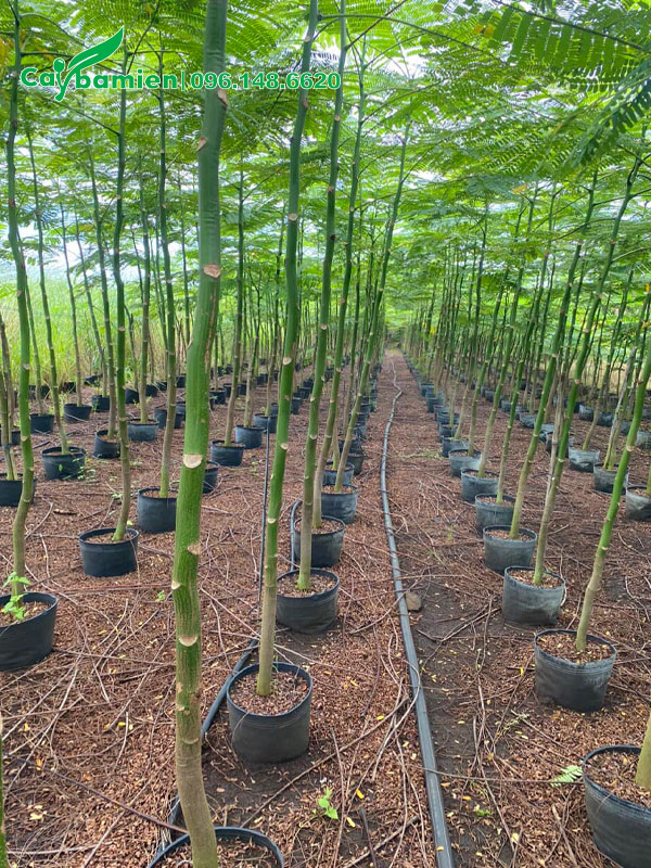 Phật Y cao hơn 3m, đường kính gốc 3 - 5cm