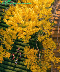 Sắc hoa vàng của Phật Y rực rỡ những ngày đầu năm mới