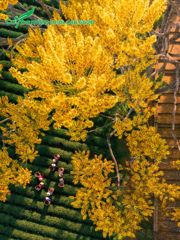 Sắc hoa vàng của Phật Y rực rỡ những ngày đầu năm mới