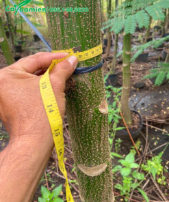 Đo kích thước vanh thân của cây Phượng Phật Y, đo cách gốc 1m