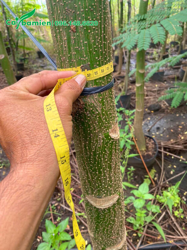 Đo kích thước vanh thân của cây Phượng Phật Y, đo cách gốc 1m