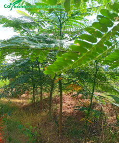 Hàng cây Phật Y cao 2m, hàng đánh thẳng tại vườn