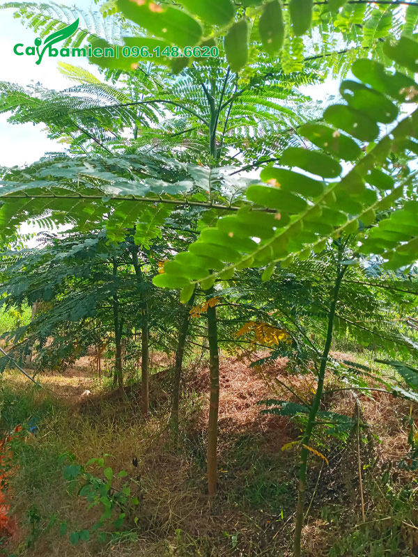 Hàng cây Phật Y cao 2m, hàng đánh thẳng tại vườn