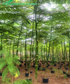 Vườn nuôi trồng số lượng lớn cây Phật Y trong bầu