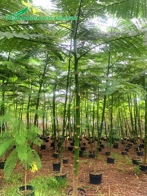 Vườn nuôi trồng số lượng lớn cây Phật Y trong bầu