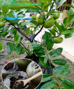 Cây Hồng Socola chuẩn bị thu hoạch quả