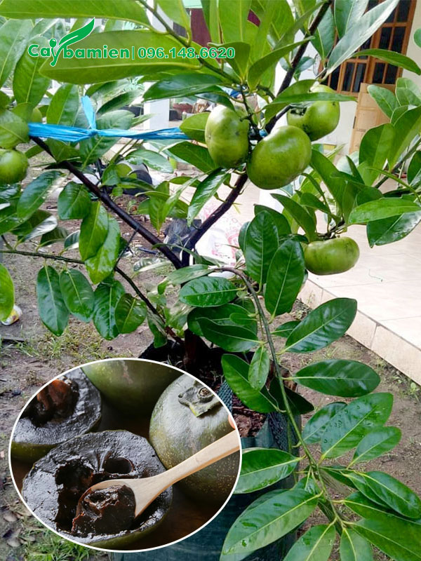 Cây Hồng Socola chuẩn bị thu hoạch quả