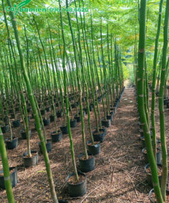 Hàng trăm cây Phật Y non chiều cao hơn 3m