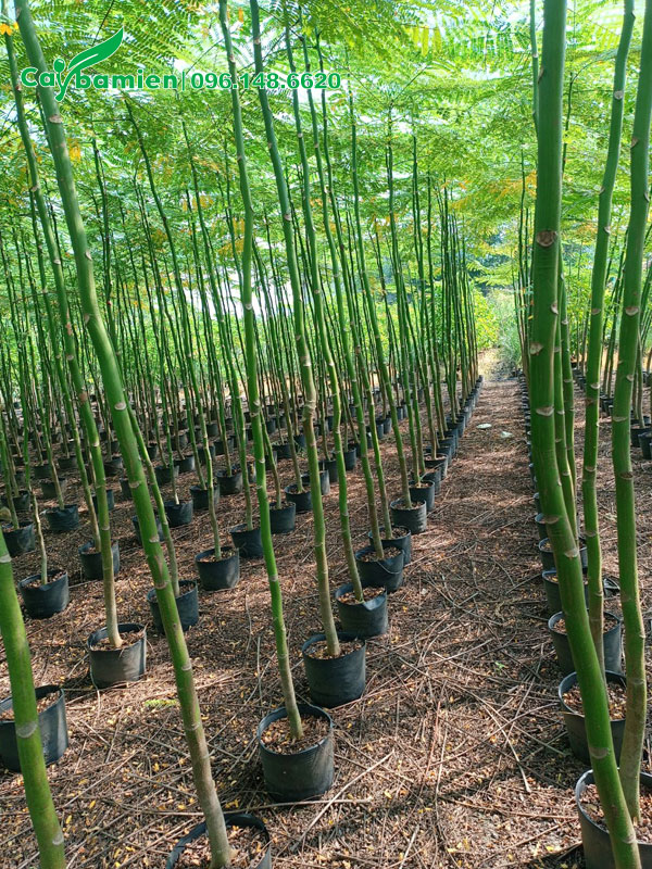 Hàng trăm cây Phật Y non chiều cao hơn 3m