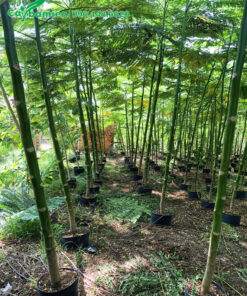 Phật Y đường kính gốc 5 - 7cm