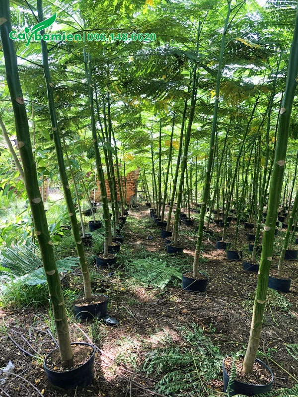 Phật Y đường kính gốc 5 - 7cm