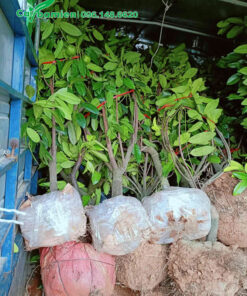 Bốc xếp cây hồng đen socola lên thùng xe tải