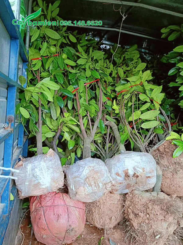 Bốc xếp cây hồng đen socola lên thùng xe tải