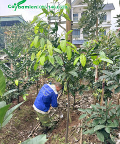 Nhân viên nhà vườn đang vun gốc cho cây Hồng Socola