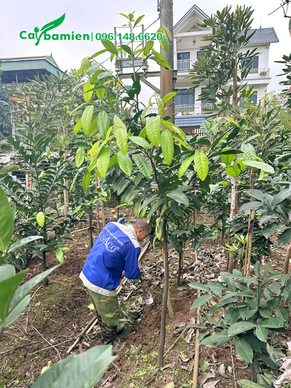 Nhân viên nhà vườn đang vun gốc cho cây Hồng Socola