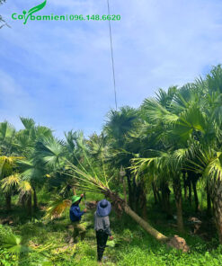 Bứng và dùng cần cẩu di chuyển cây cọ trơn lên thùng xe