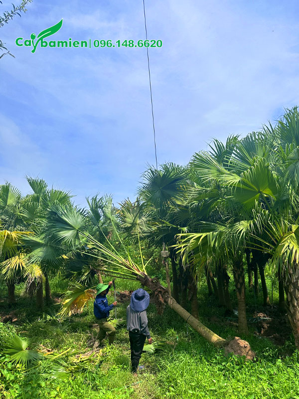 Bứng và dùng cần cẩu di chuyển cây cọ trơn lên thùng xe