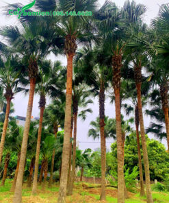 Cây Cọ Trơn công trình lâu năm chiều cao 6 - 7m