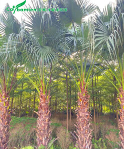 Vườn cây cọ trơn công trình chưa bóc bẹ