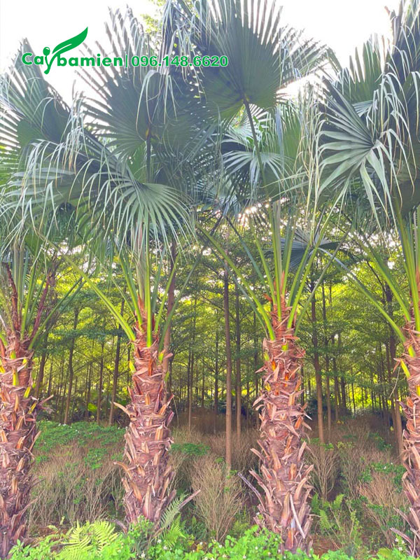 Vườn cây cọ trơn công trình chưa bóc bẹ