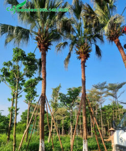 Trồng dâm ủ cây cọ trơn lóng thân cao 6m