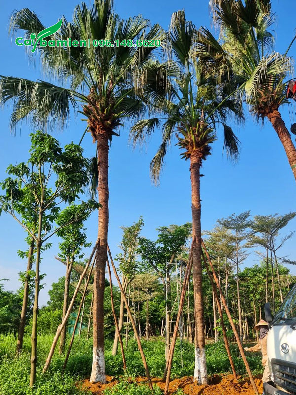 Trồng dâm ủ cây cọ trơn lóng thân cao 6m