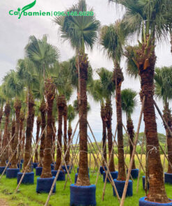 Dưỡng ủ cây Cọ Trơn nguyên bầu, chiều cao khoảng 7 - 8m