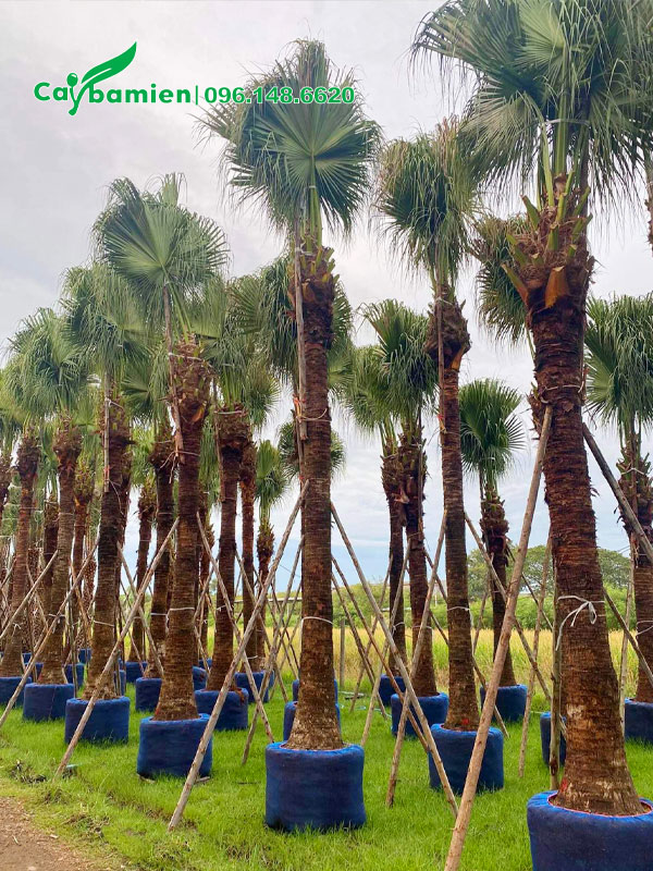 Dưỡng ủ cây Cọ Trơn nguyên bầu, chiều cao khoảng 7 - 8m