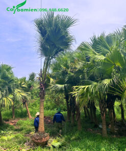 Cây Cọ Da Trơn công trình chiều cao lóng 2m