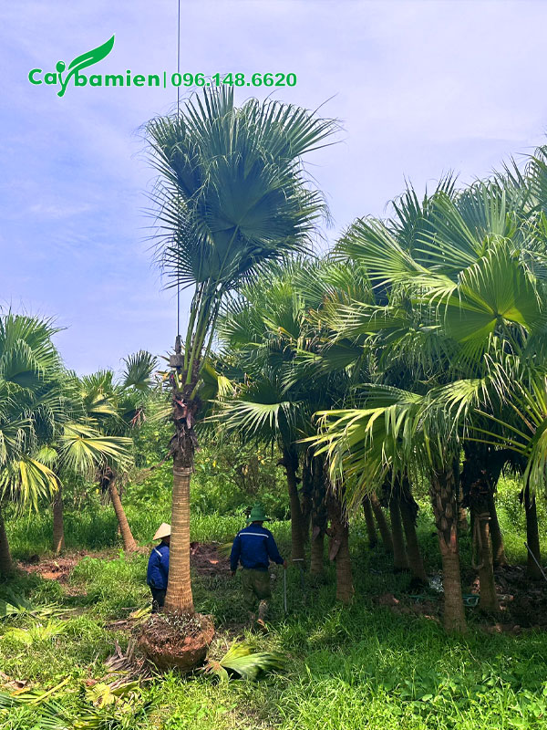 Cây Cọ Da Trơn công trình chiều cao lóng 2m